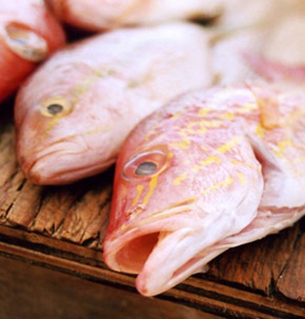 Fresh Snapper